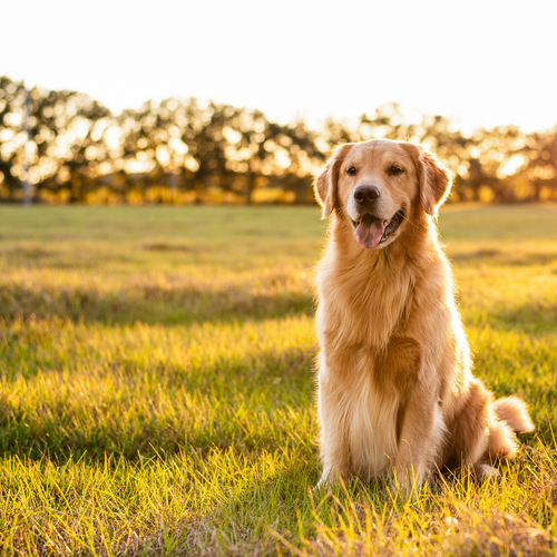 Auswahl links: Hund