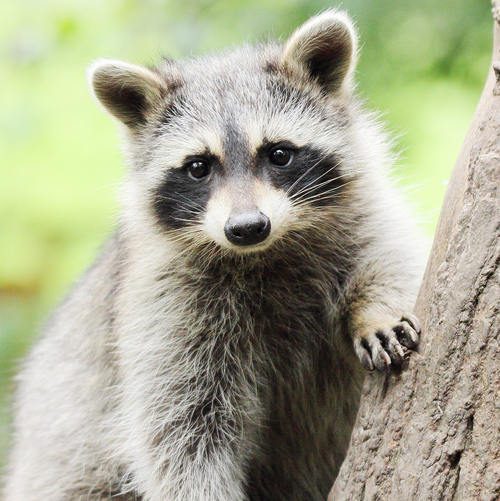 Auswahl rechts: Waschbär