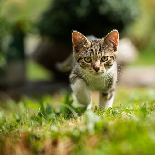 Auswahl rechts: Katze