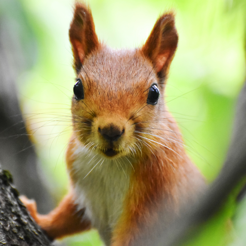 Auswahl links: Eichhörnchen